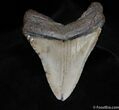 Impressive Inch Megalodon Tooth #91-1